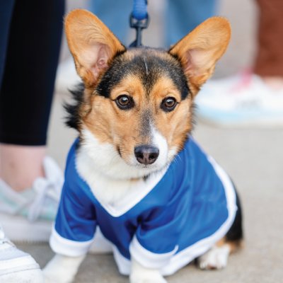 Cute corgi dog with Grand Valley jersey on